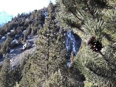 Pinus uncinata