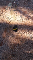 Opsiphanes quiteria meridionalis