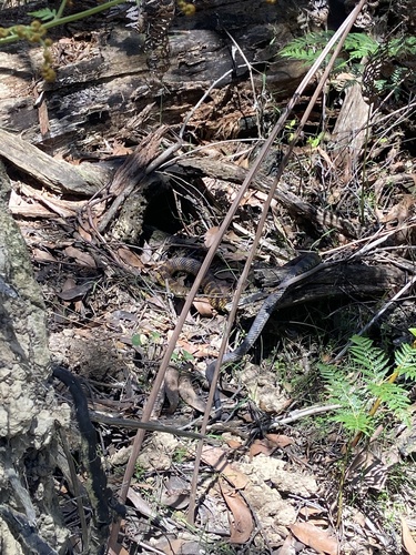 Tiger Snake sighting