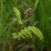 Salad Burnet - Photo (c) --Tico--, some rights reserved (CC BY-NC-ND)