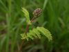 Salad Burnet - Photo (c) --Tico--, some rights reserved (CC BY-NC-ND)