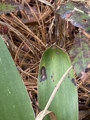 Coniothyrium bartholomaei