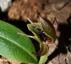 Chiloglottis jeanesii