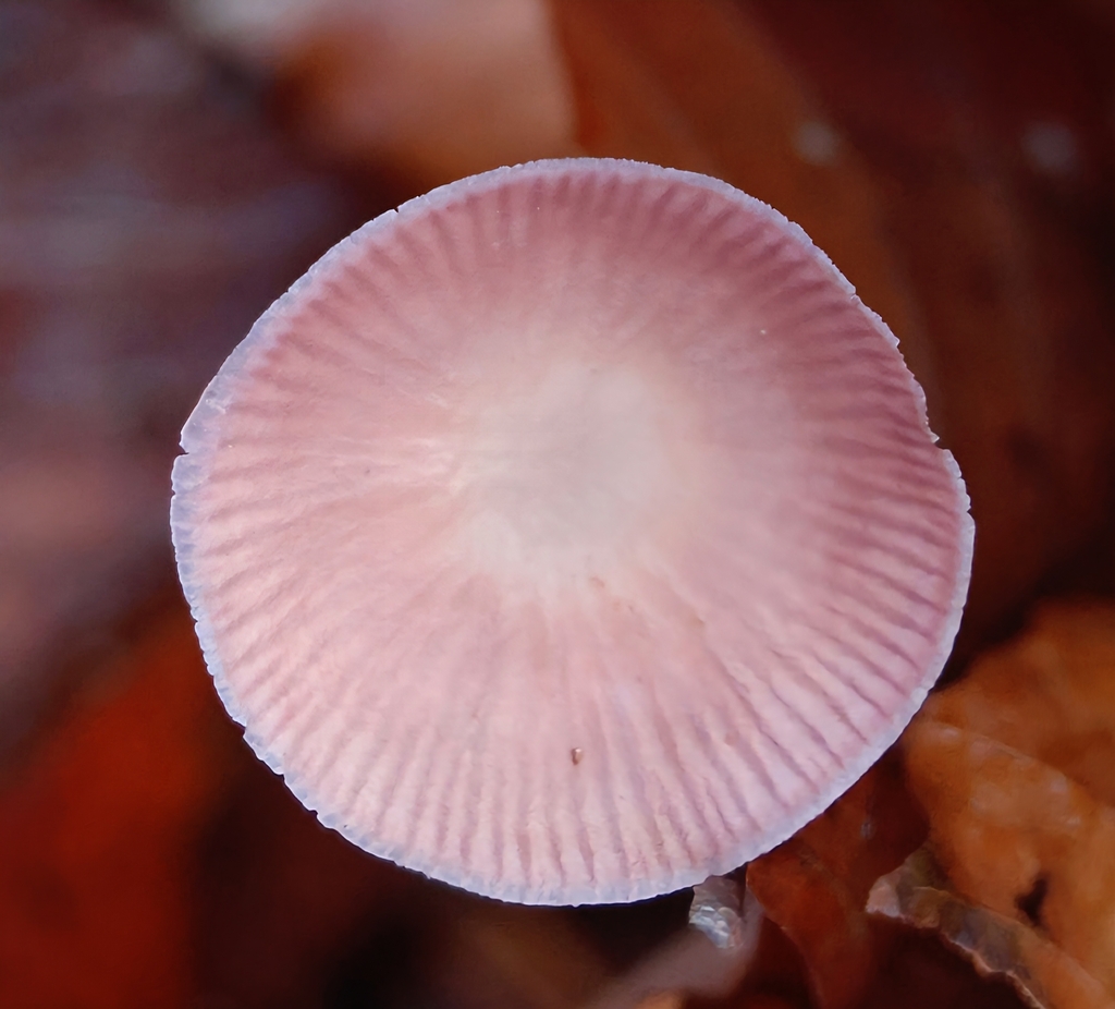 Mycena rosea · November 2025 · photo: © ikelman (iNaturalist, cc0)