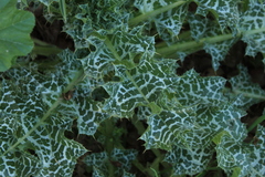 Silybum marianum