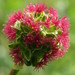 Salad Burnet - Photo (c) Sarah, some rights reserved (CC BY-SA)