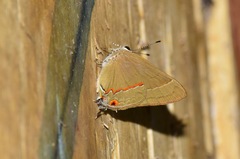 Electrostrymon hugon