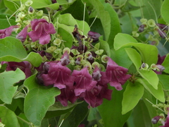 Angiospermae