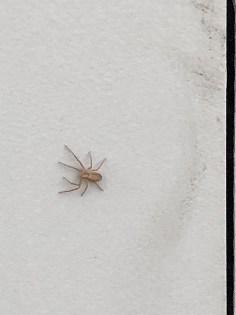 Nearctic White-striped Running Crab Spider