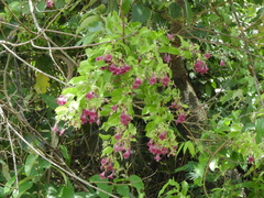 Angiospermae