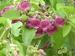 Angiospermae