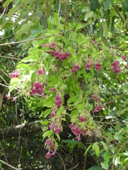 Angiospermae