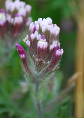 Castilleja exserta latifolia