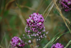 Castilleja exserta latifolia