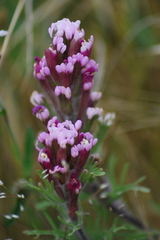 Castilleja exserta latifolia