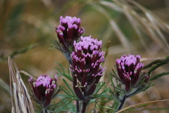 Castilleja exserta latifolia