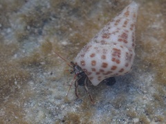 Clibanarius antillensis