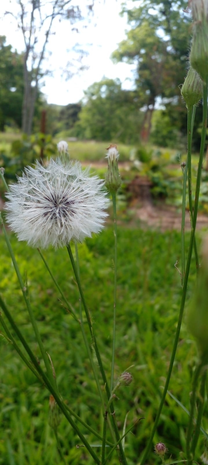 Hypochaeris chillensis