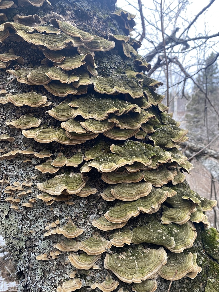Cerrena unicolor · November 2025 · photo: © georectified (iNaturalist, cc-by)