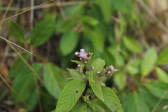 Lepidaploa canescens