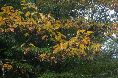 Acer morifolium iNat (2)