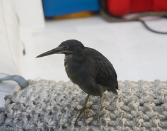 Butorides striata sundevalli