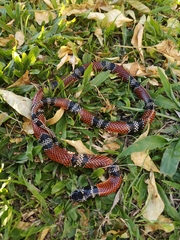 Erythrolamprus bizona