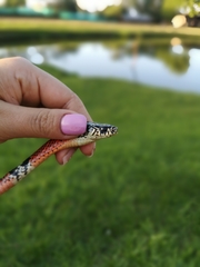 Erythrolamprus bizona