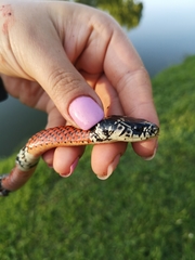 Erythrolamprus bizona