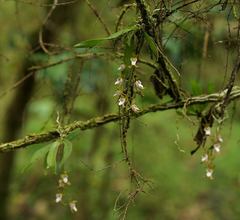 Sarcochilus australis