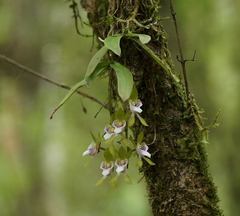 Sarcochilus australis