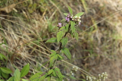 Lepidaploa canescens