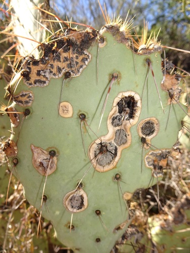 Prickly Pear Leaf Spot