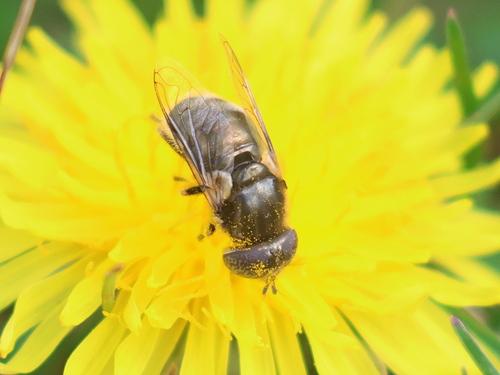 Unknown species found near Rye, NH, USA