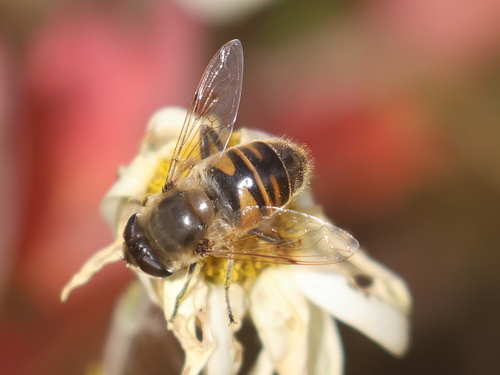 Unknown species found near Rye, NH, USA