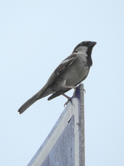 Passer domesticus