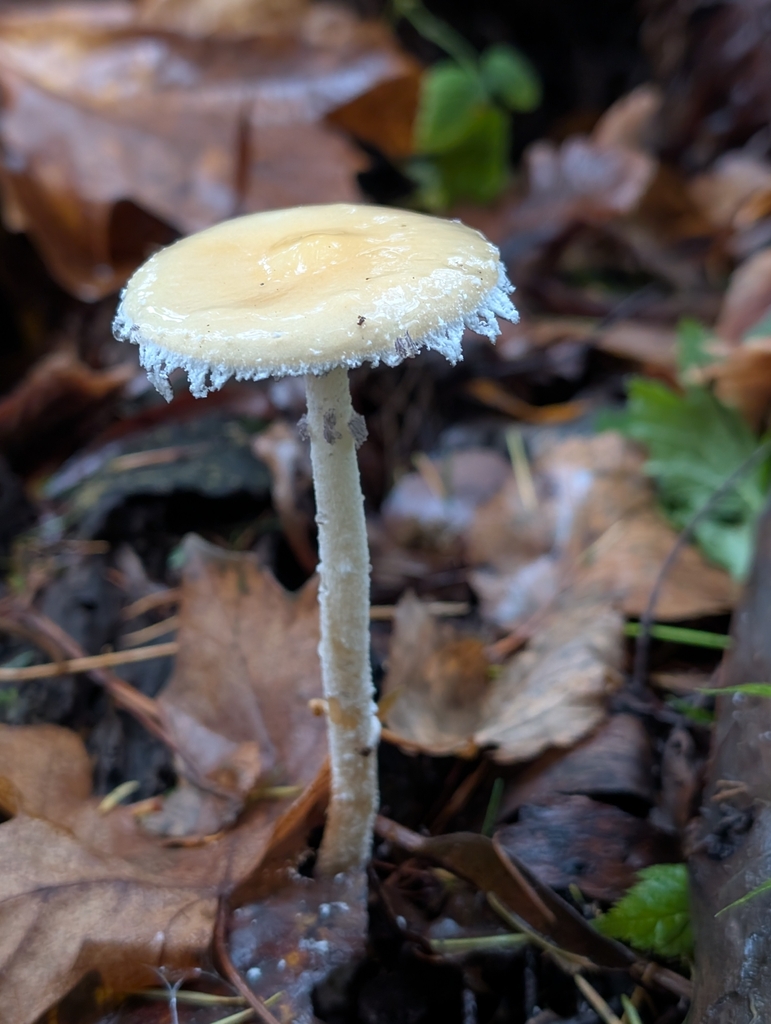 Stropharia ambigua · November 2025 · photo: © frondsinhighplaces (iNaturalist, cc-by)