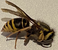 Vespula squamosa