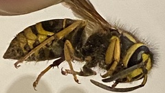 Vespula squamosa
