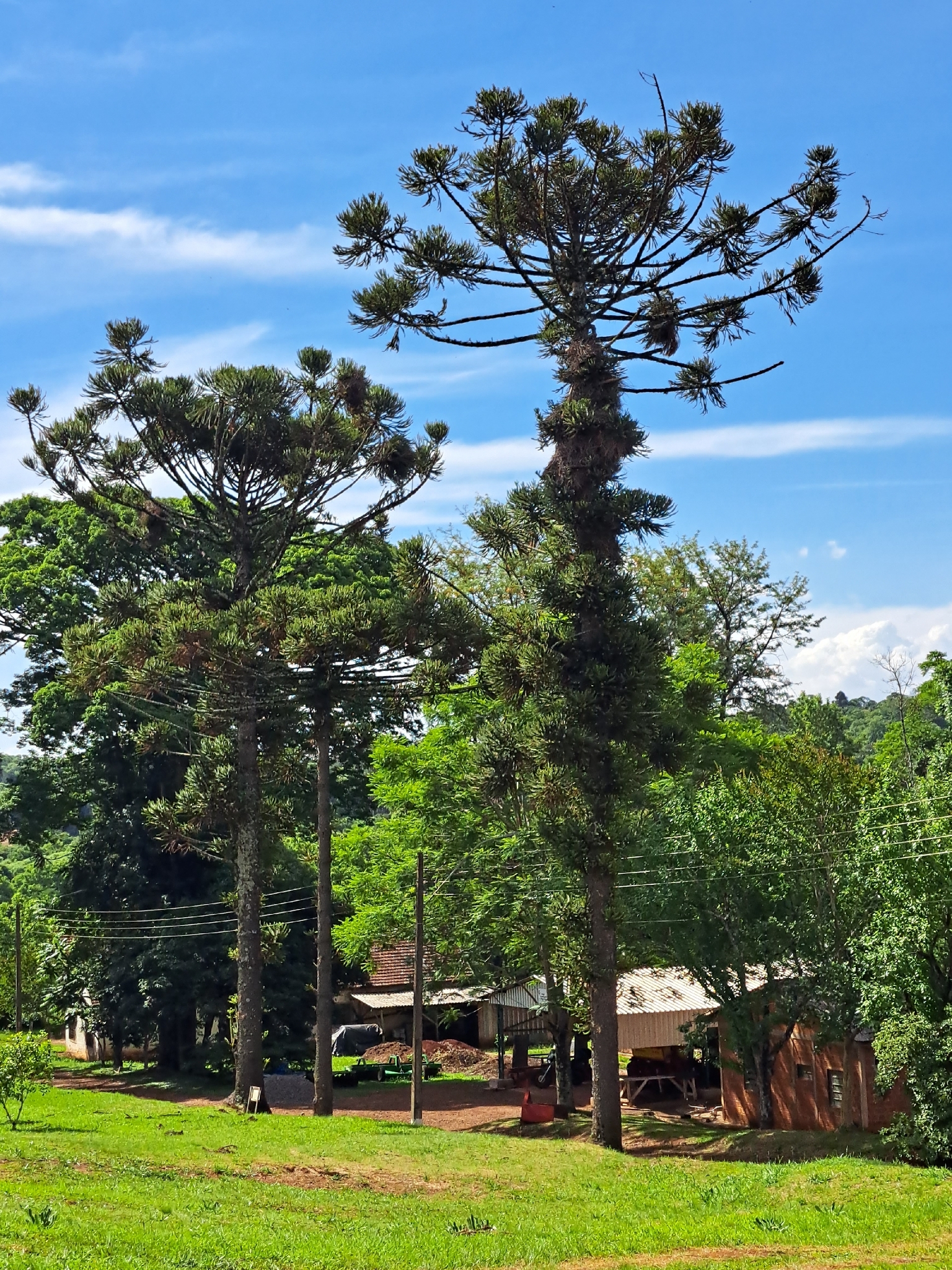 Araucaria angustifolia