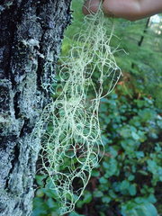 Usnea scabrata