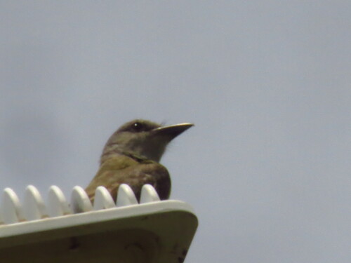 Tropical Kingbird