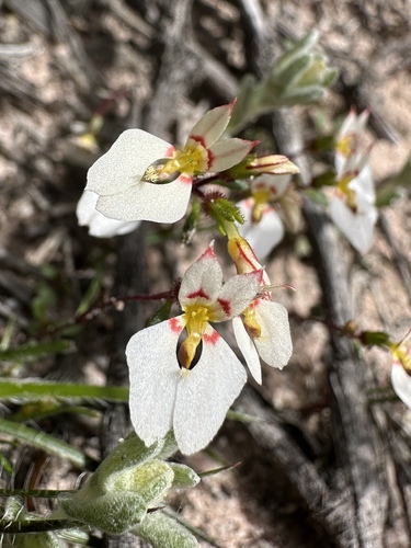 Deceptive Stylewort (Levenhookia pauciflora)