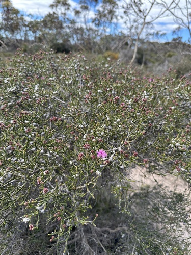 Melaleuca inops, photograph 4
