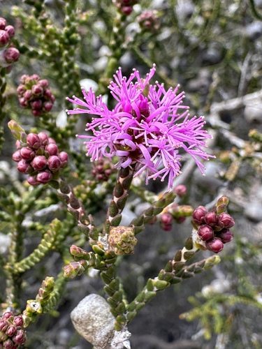 Melaleuca inops