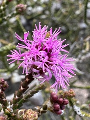 Melaleuca inops, photograph (c) Matt Berger, some rights reserved (CC BY)