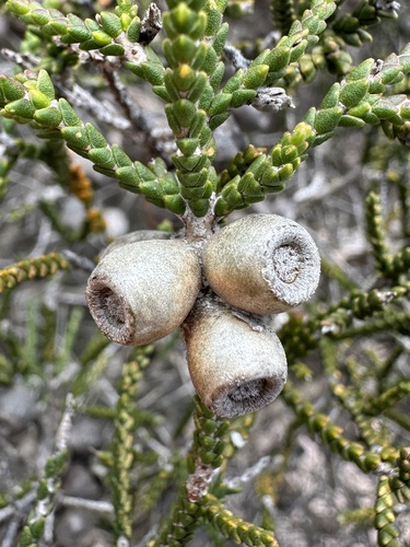 Melaleuca inops, photograph 3