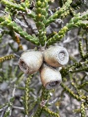 Melaleuca inops, photograph (c) Matt Berger, some rights reserved (CC BY)