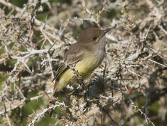 Myiarchus magnirostris