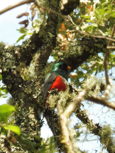 Trogon mexicanus